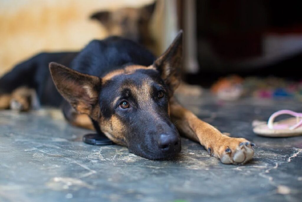 rottweiler or german shepherd
