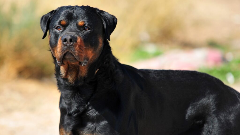 are rottweiler similar to mastiff