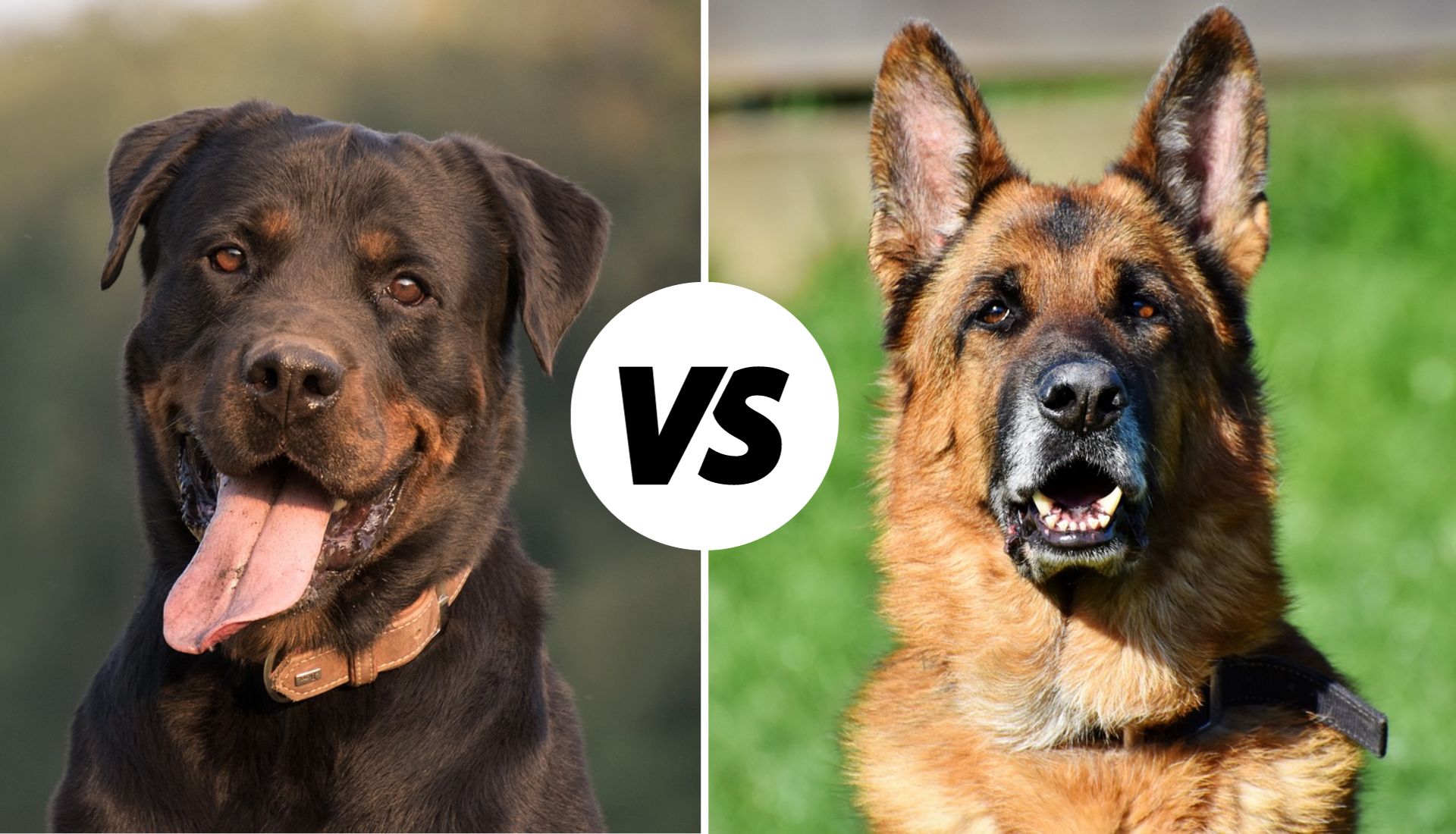 rottweiler vs german shepherd 1