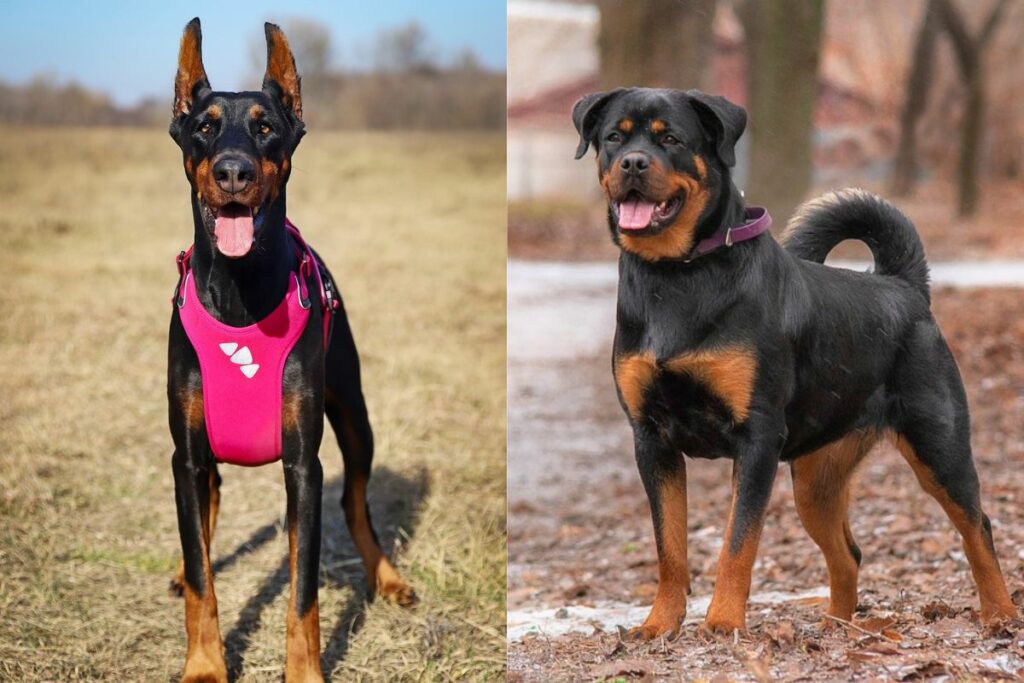 rottweilers vs dobermans
