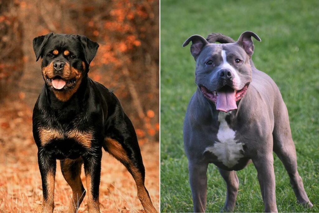 rottweilers vs pitbull