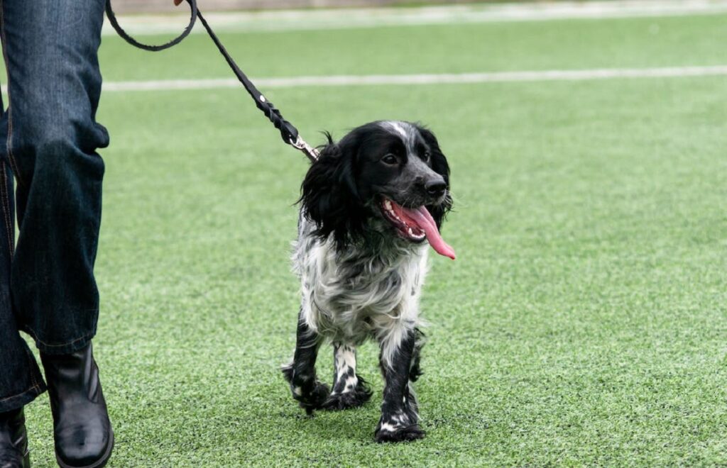 russian dog breeds
