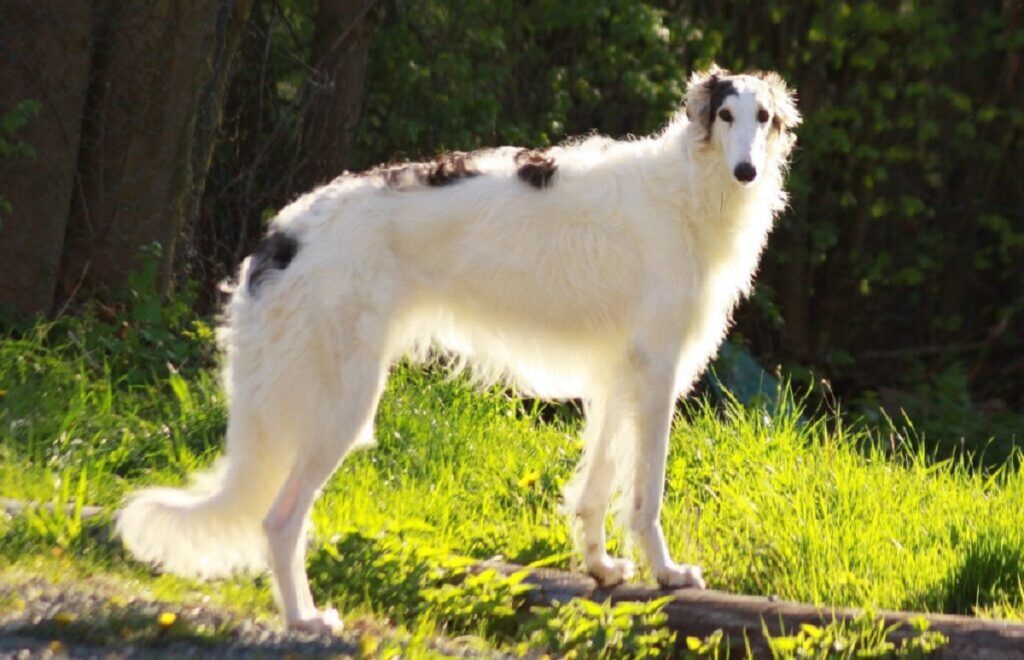 russian dog breeds large
