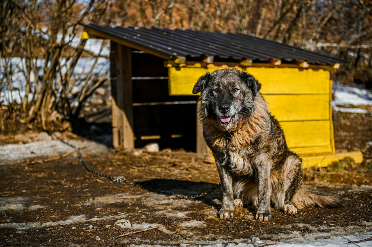 russian dog