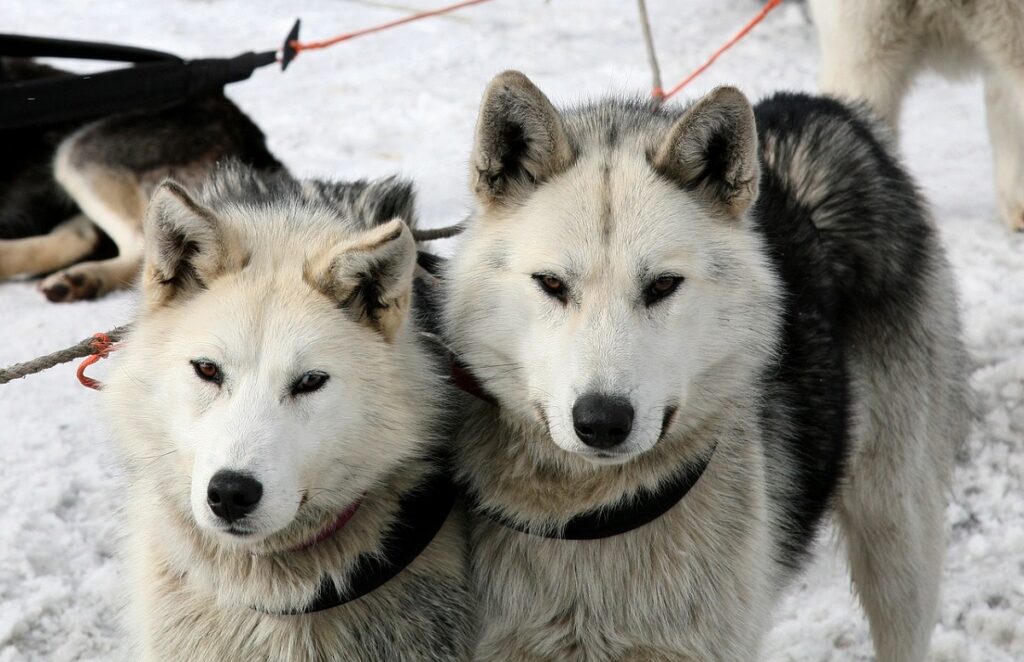 russian dogs breeds
