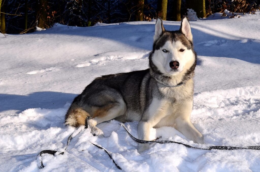 russian husky