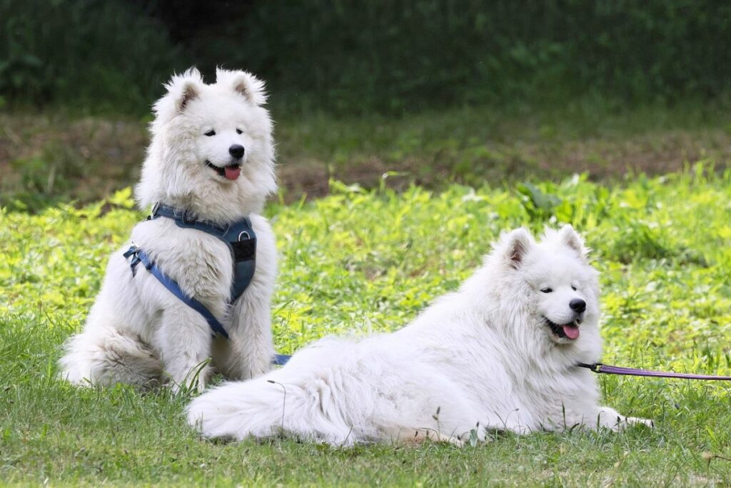 best outdoor guard dogs
