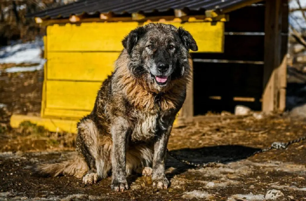 scary looking dog