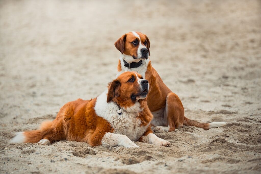 sennenhund-type dogs
