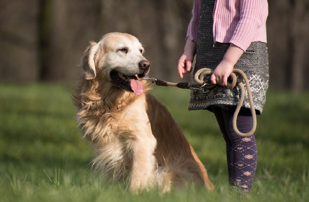 best breeds for service dogs