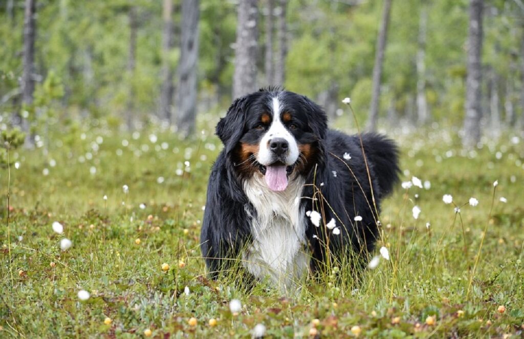 good service dog breeds