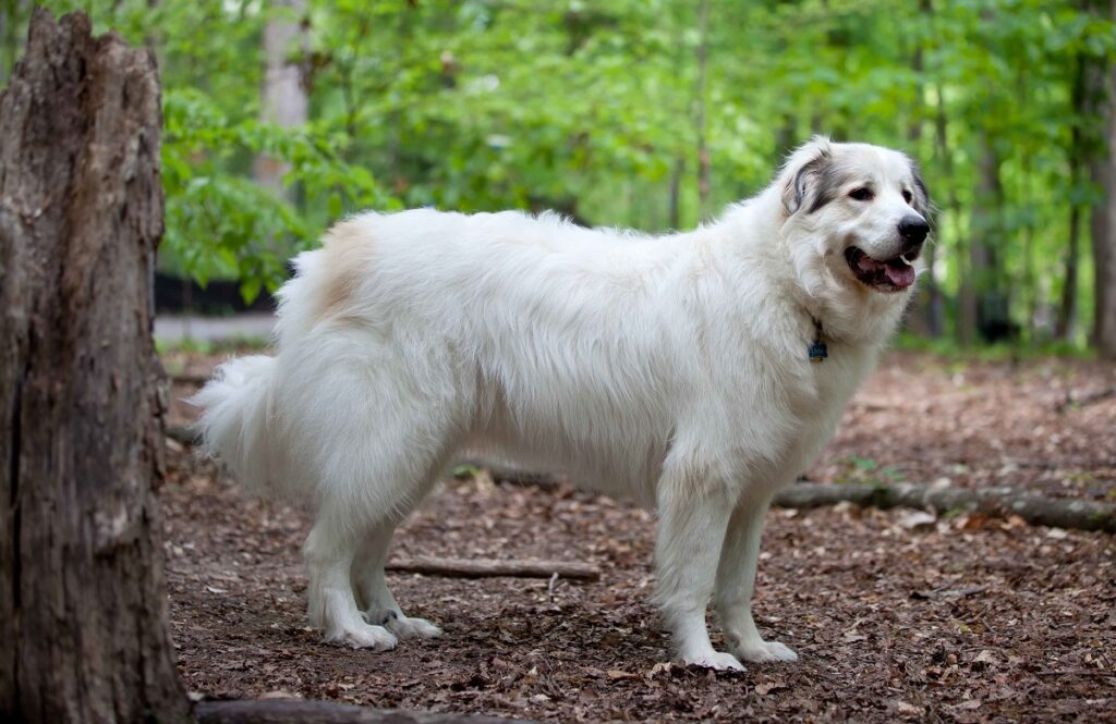 shaggy dog breed
