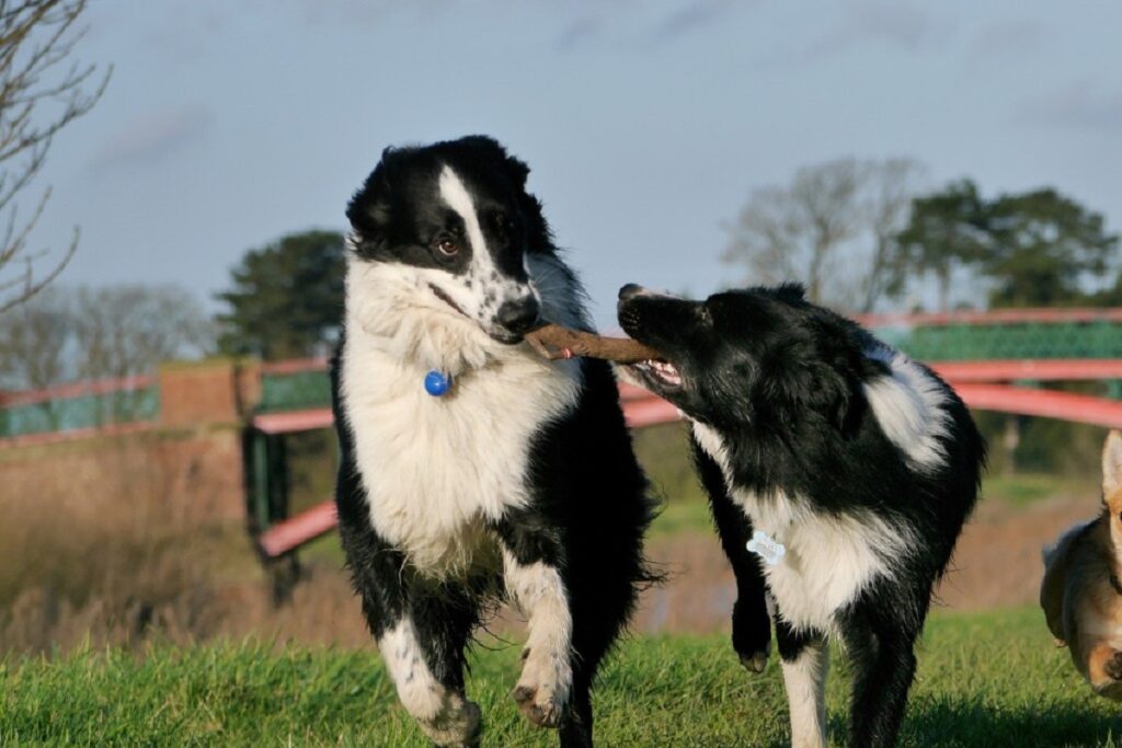 sheep hearding dogs
