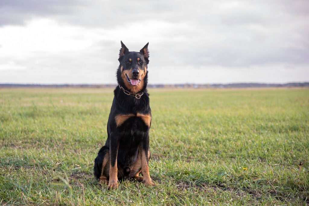 sheep herding dog breeds
