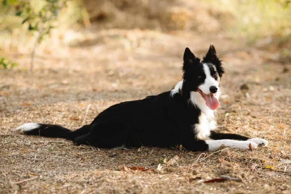 sheep herding dogs
