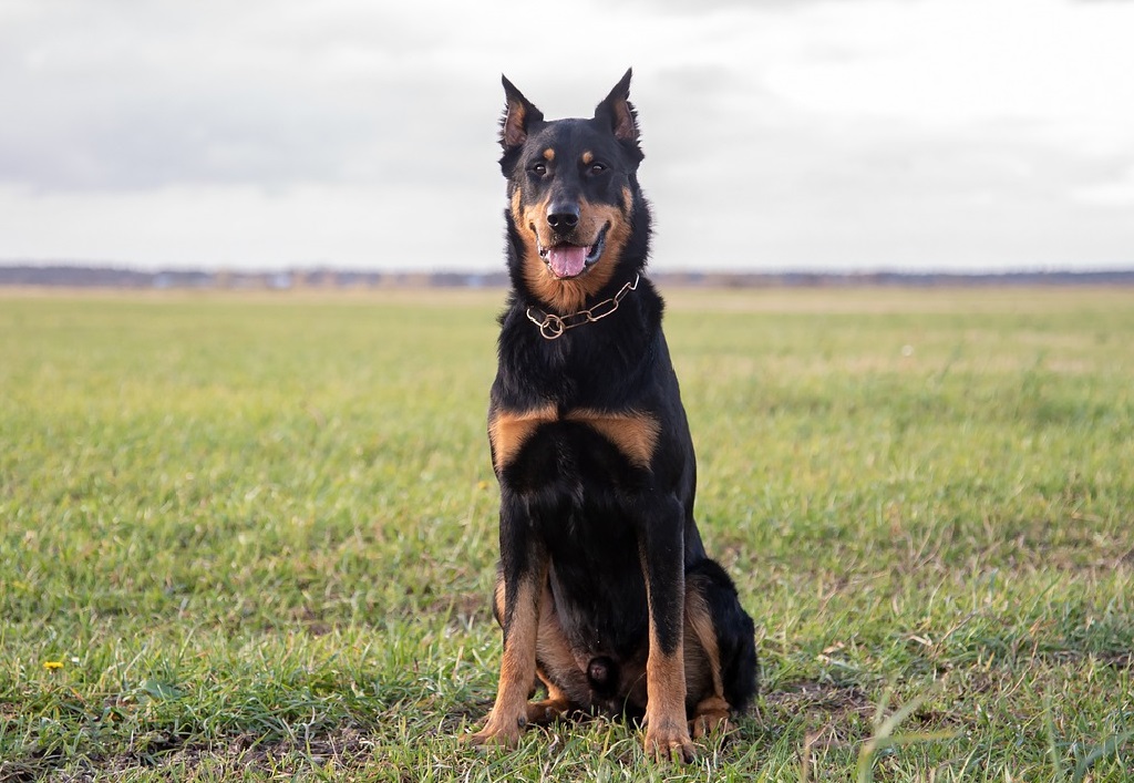 shepherd dog breeds list
