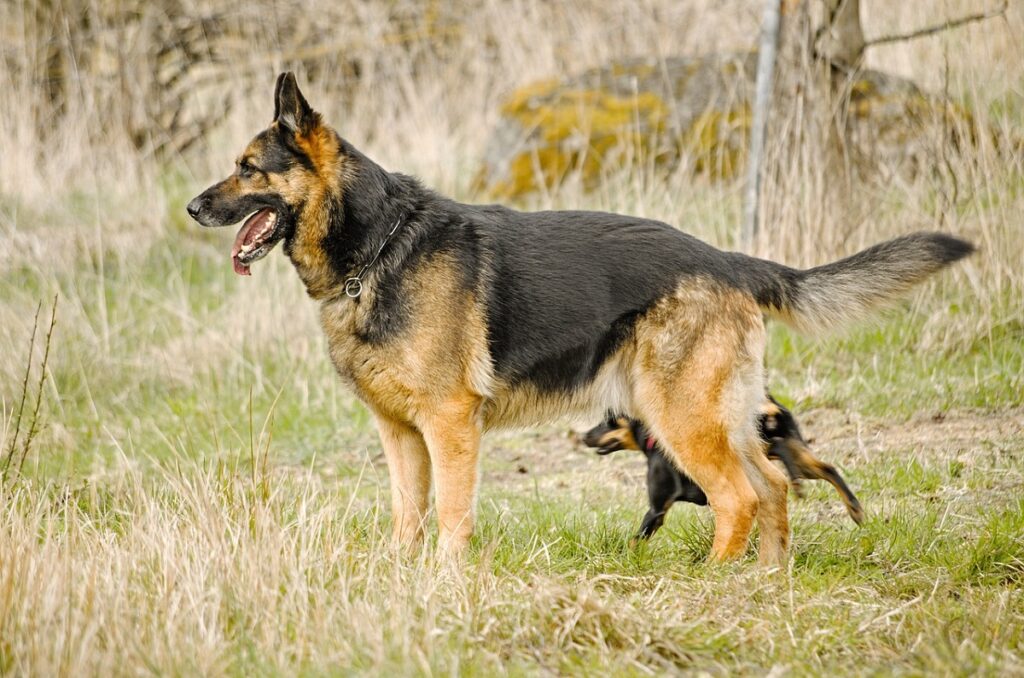 shepherd dogs
