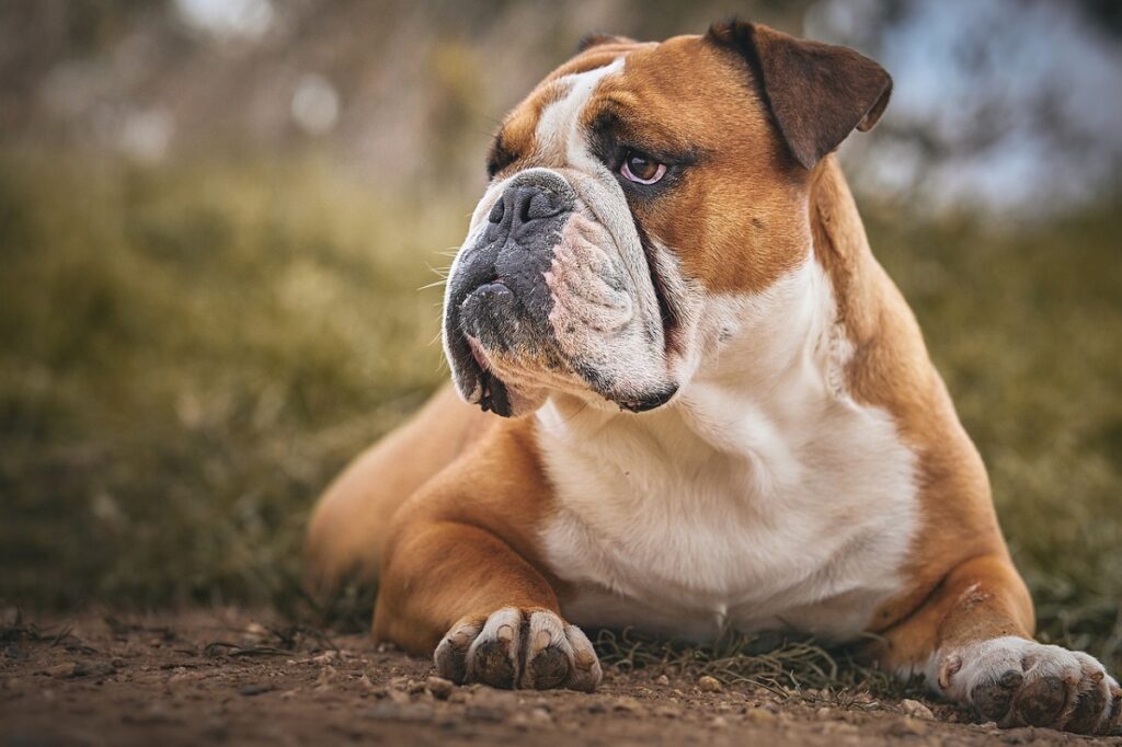 dumbest dog breeds ranked
