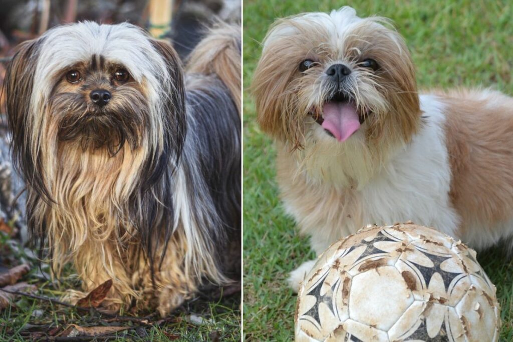 shih tzu lhasa apso mix