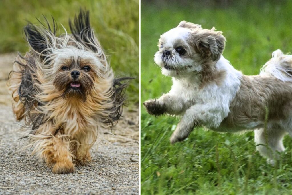 shih tzu or lhasa apso