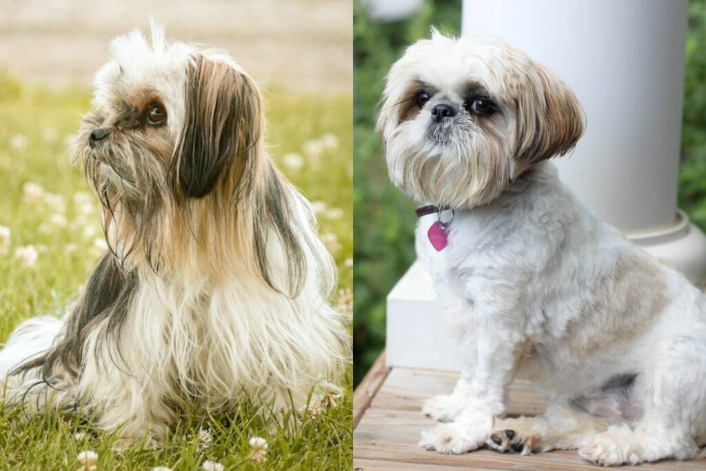 shih tzu vs lhasa apso