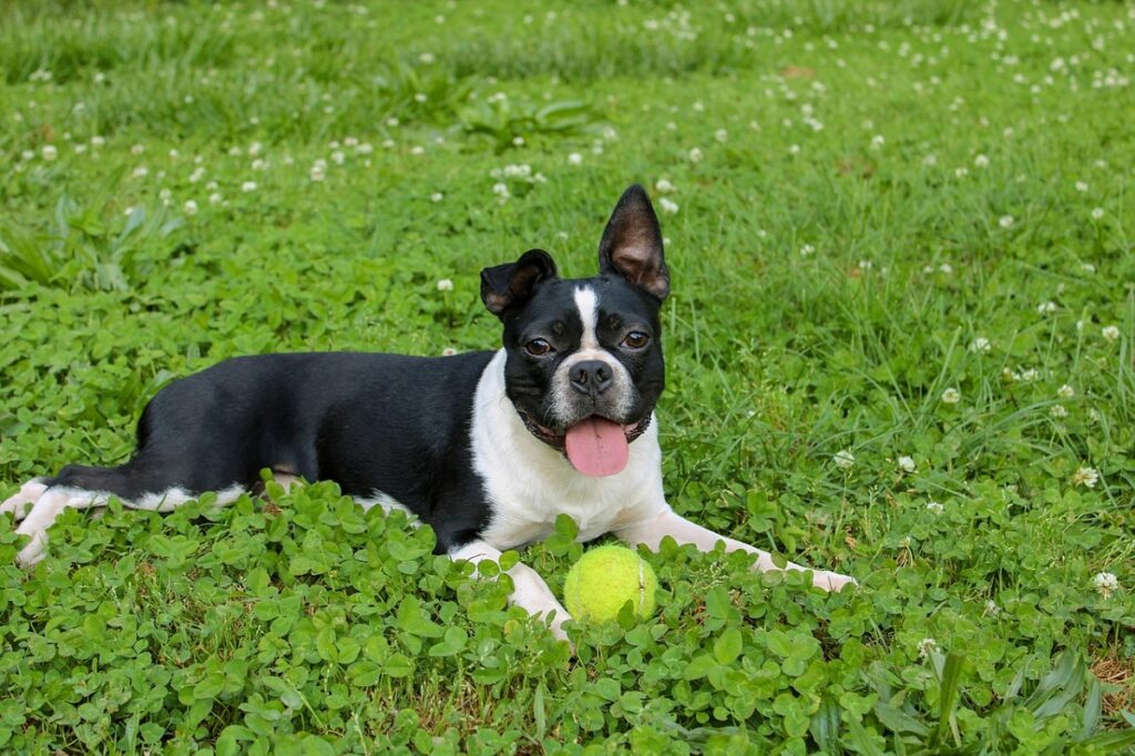 short hair dog breeds
