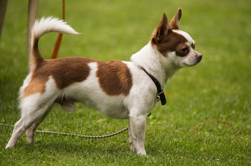 short haired dog breeds
