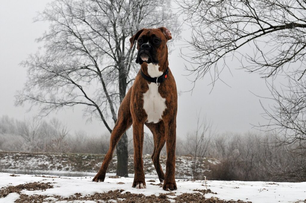 short haired dog breeds large
