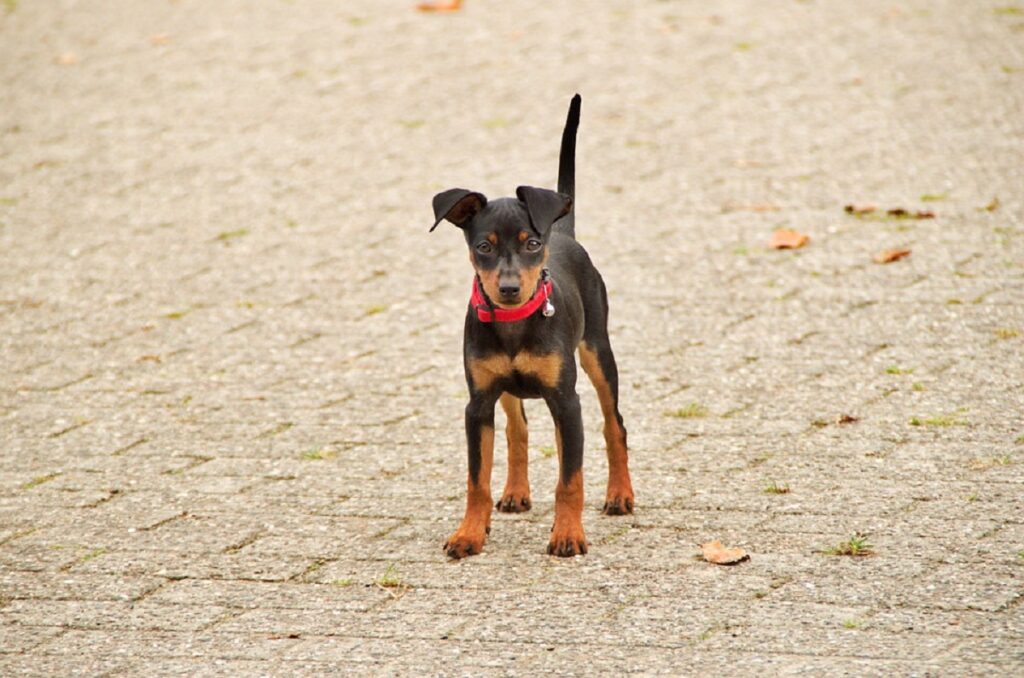 short haired dogs
