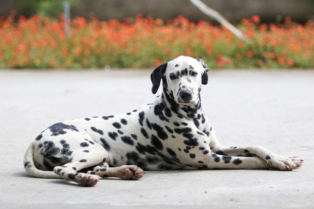 short haired medium sized dogs
