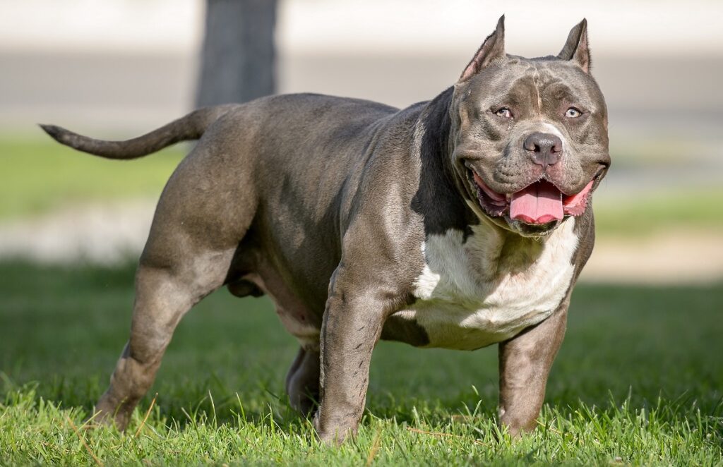 short legged pitbull
