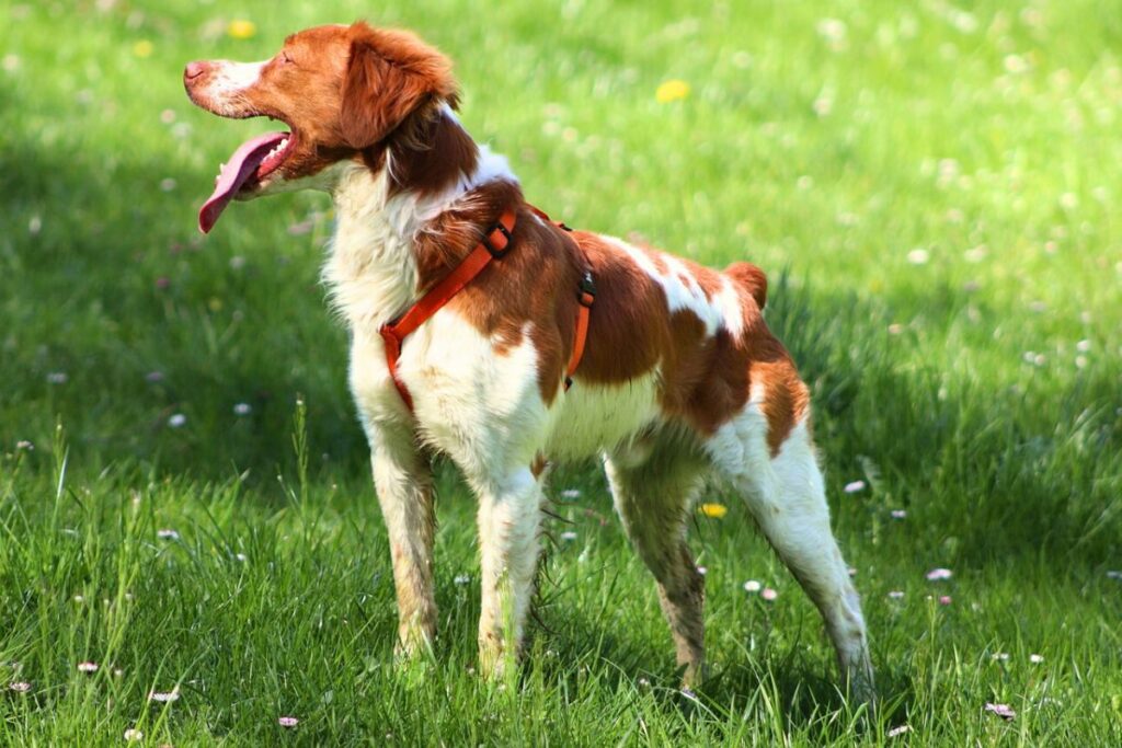 short tail dogs
