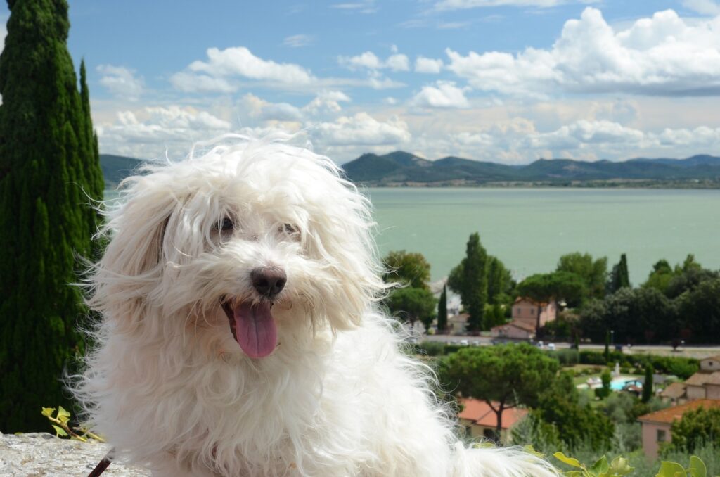 show dog with long hair
