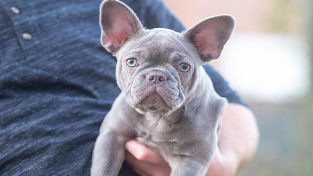 show me a picture of a french bulldog