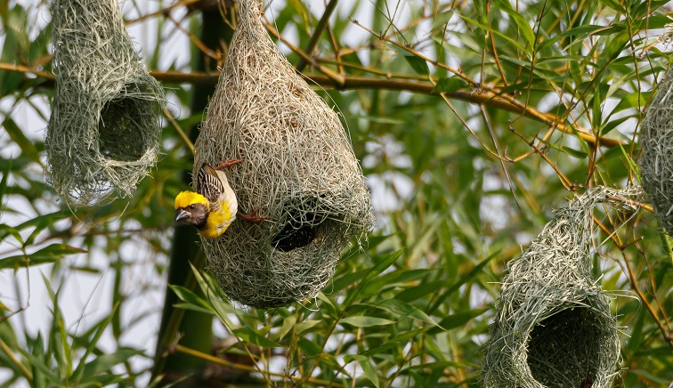 American goldfinch