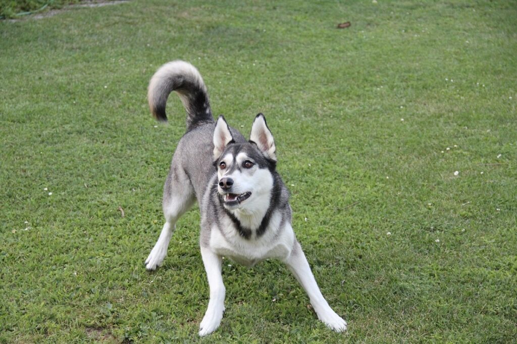 siberian husky