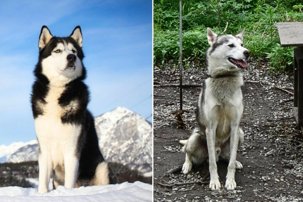 siberian vs alaskan husky