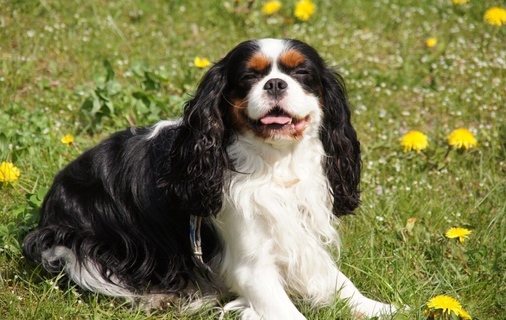 small black and white dog
