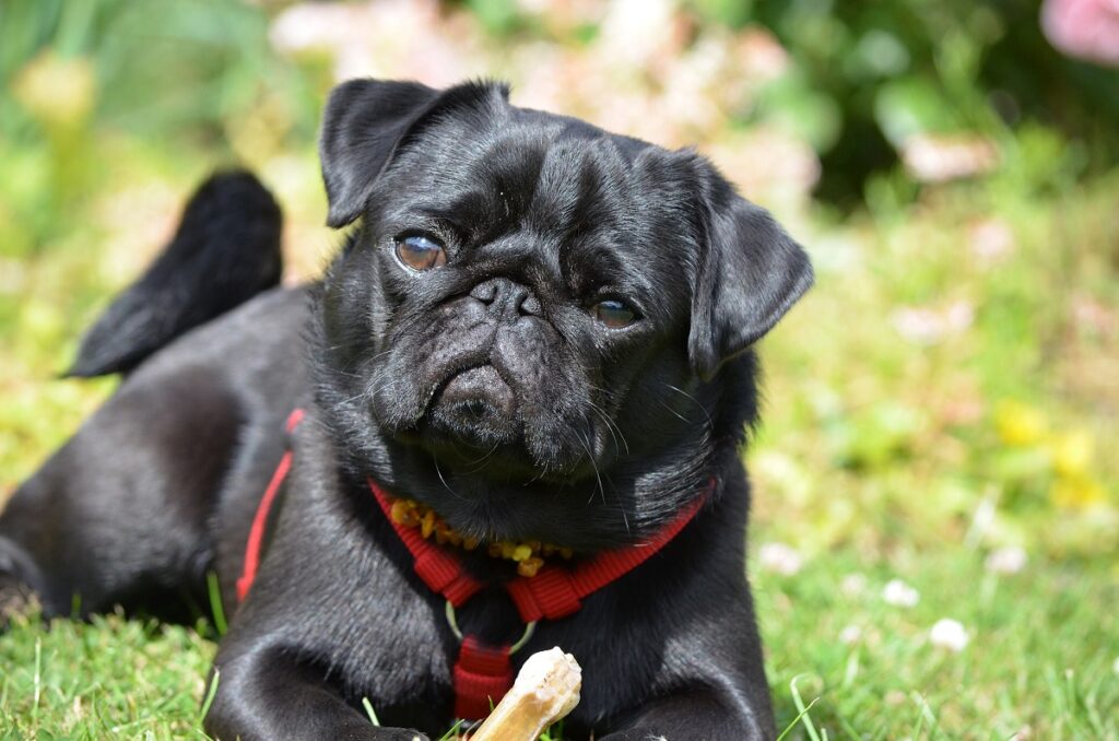 small black dogs
