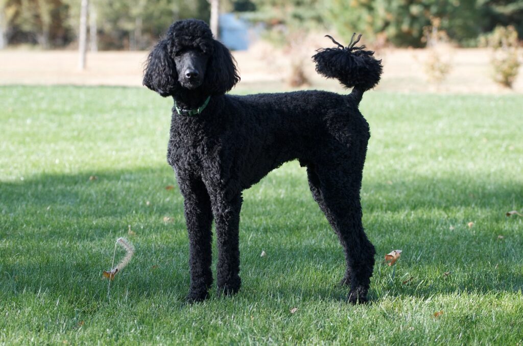 small black fluffy dog
