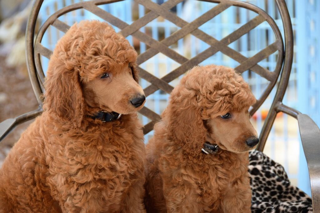 small brown dogs
