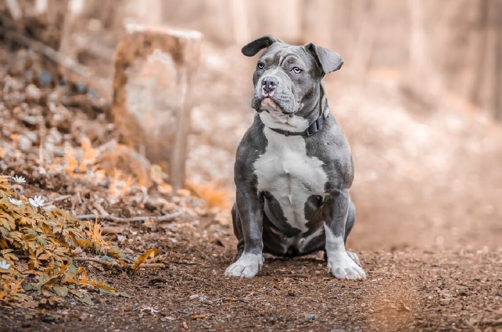 large bully breeds
