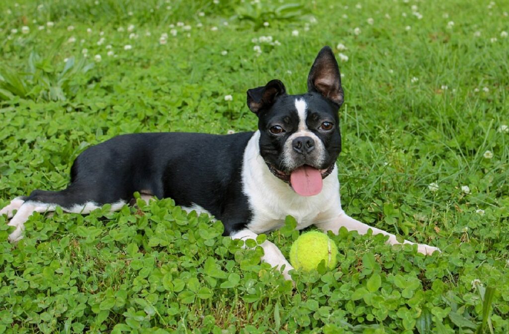 small bully dog
