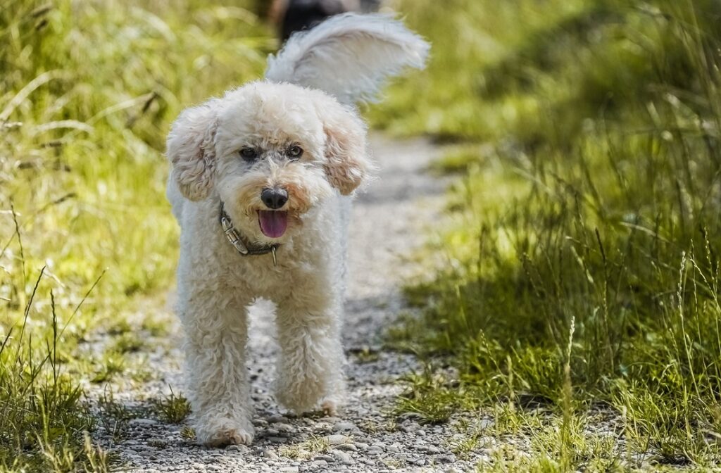 small calm dog breeds
