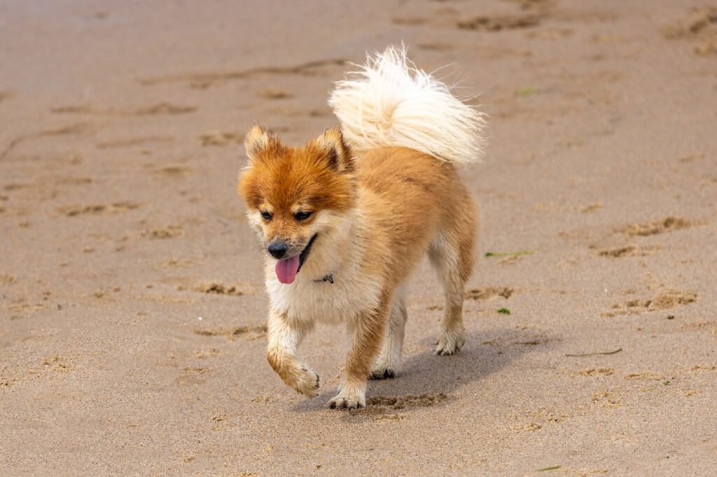 small cattle dog breeds
