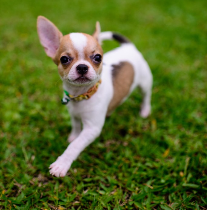 small chihuahua breeds
