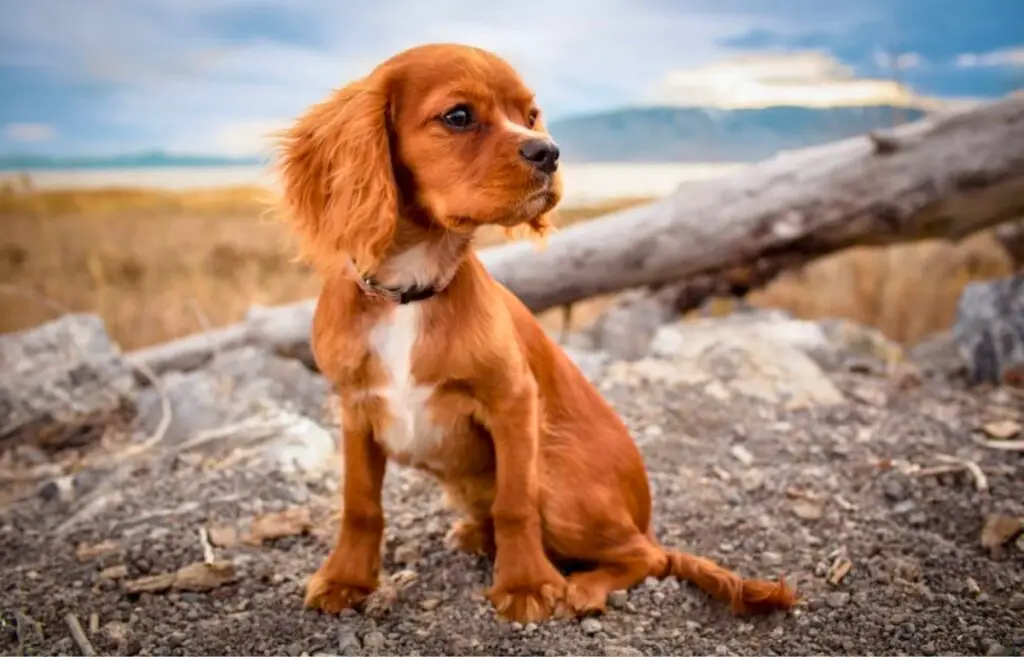 dogs with silky coats