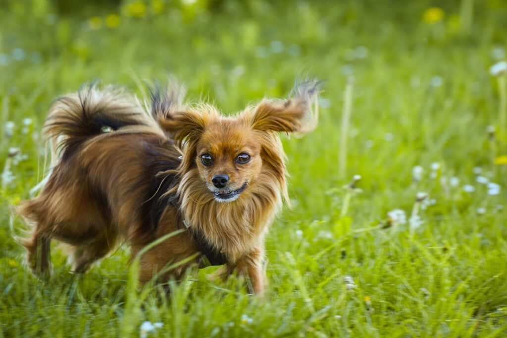 small dog breeds that are good with cats
