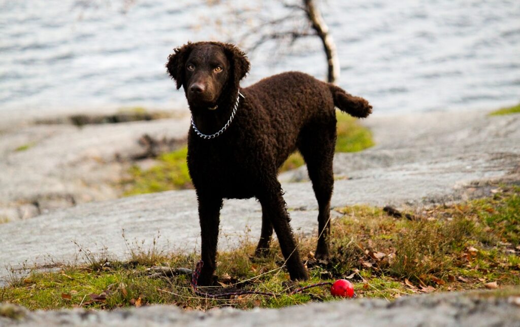 small dog breeds that love water
