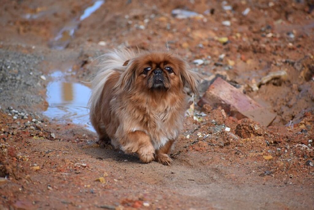 small dog breeds with long hair
